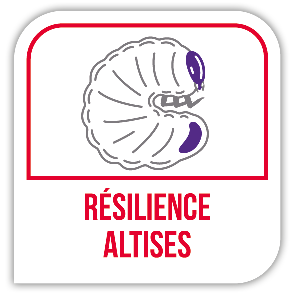 Résilience altises